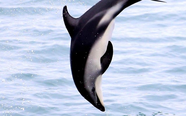 Gansbaai Wonders van Nieu Seelandse Kuslyn 4